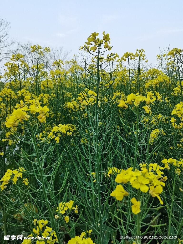 油菜花背板  