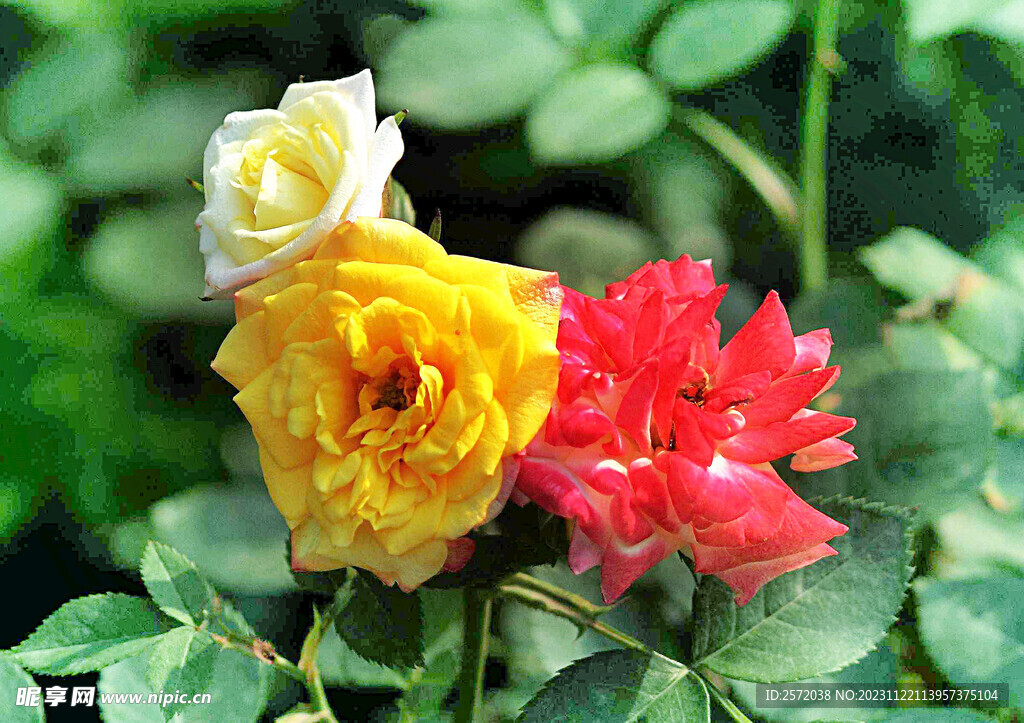 玫瑰芬芳