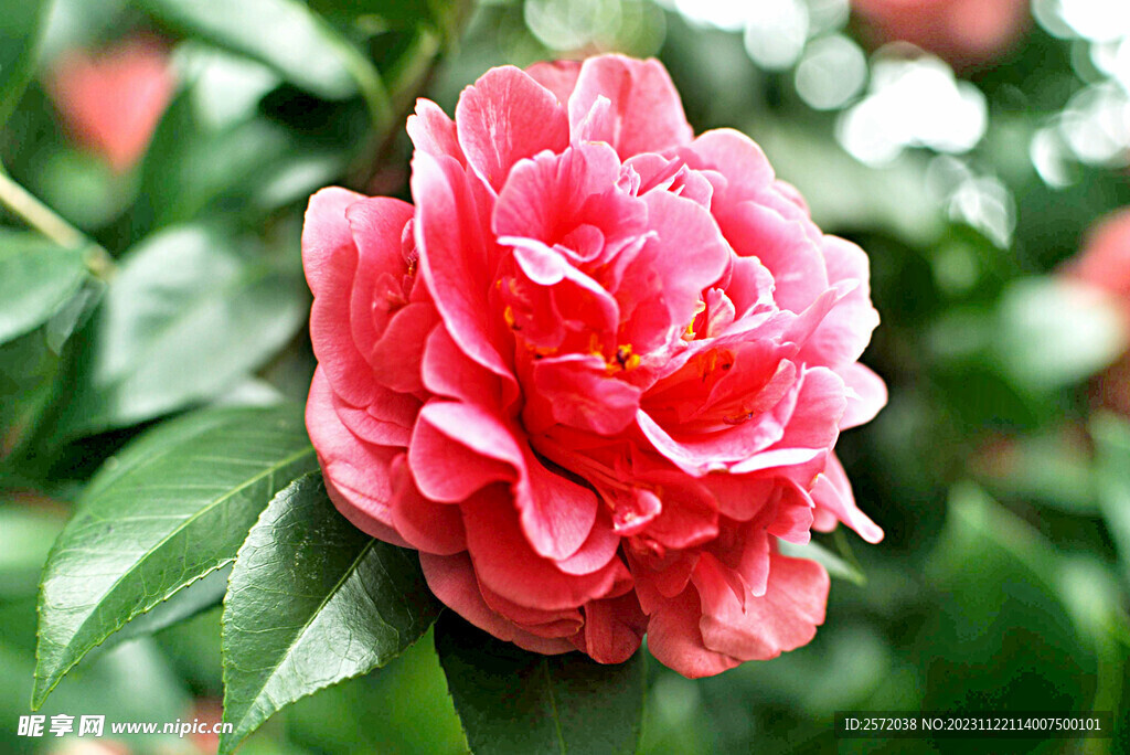 玫瑰芬芳