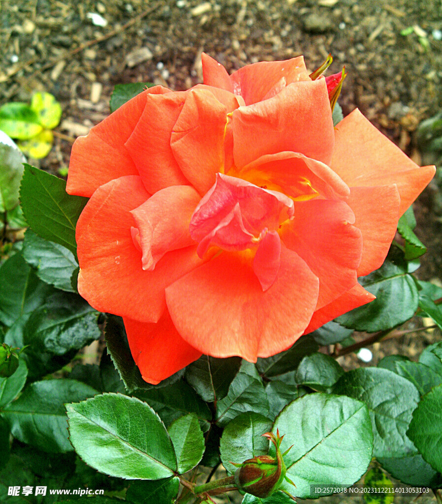 玫瑰芬芳