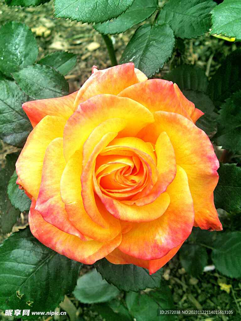 玫瑰芬芳