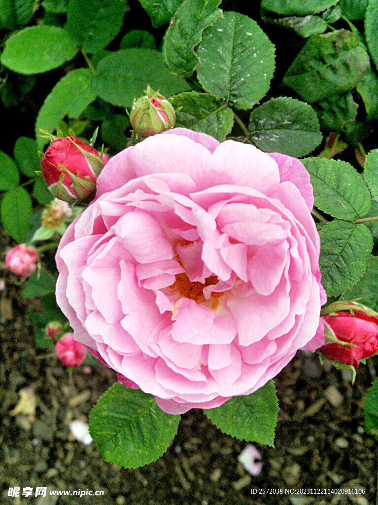 玫瑰芬芳