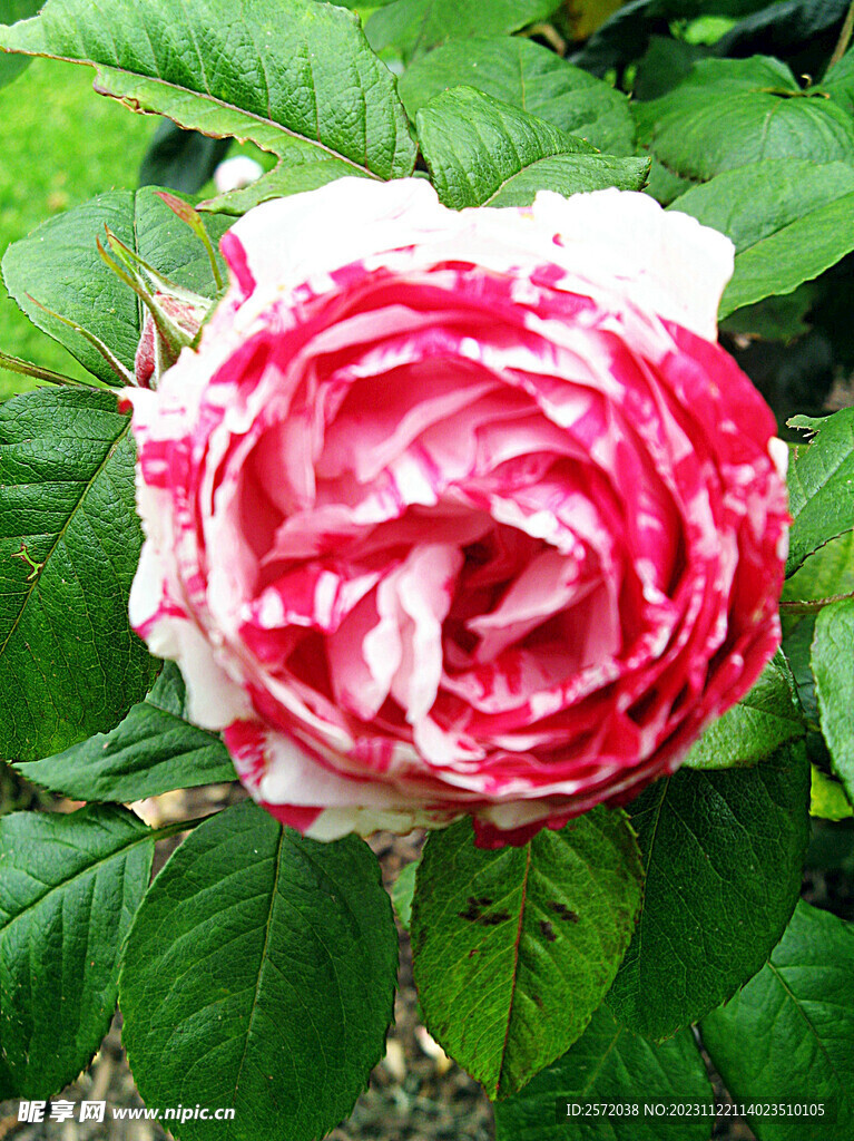 玫瑰芬芳