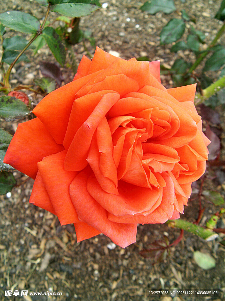 玫瑰芬芳