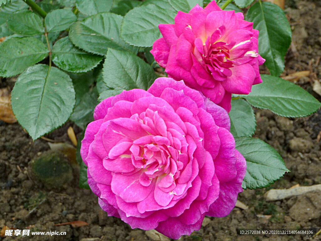 玫瑰芬芳