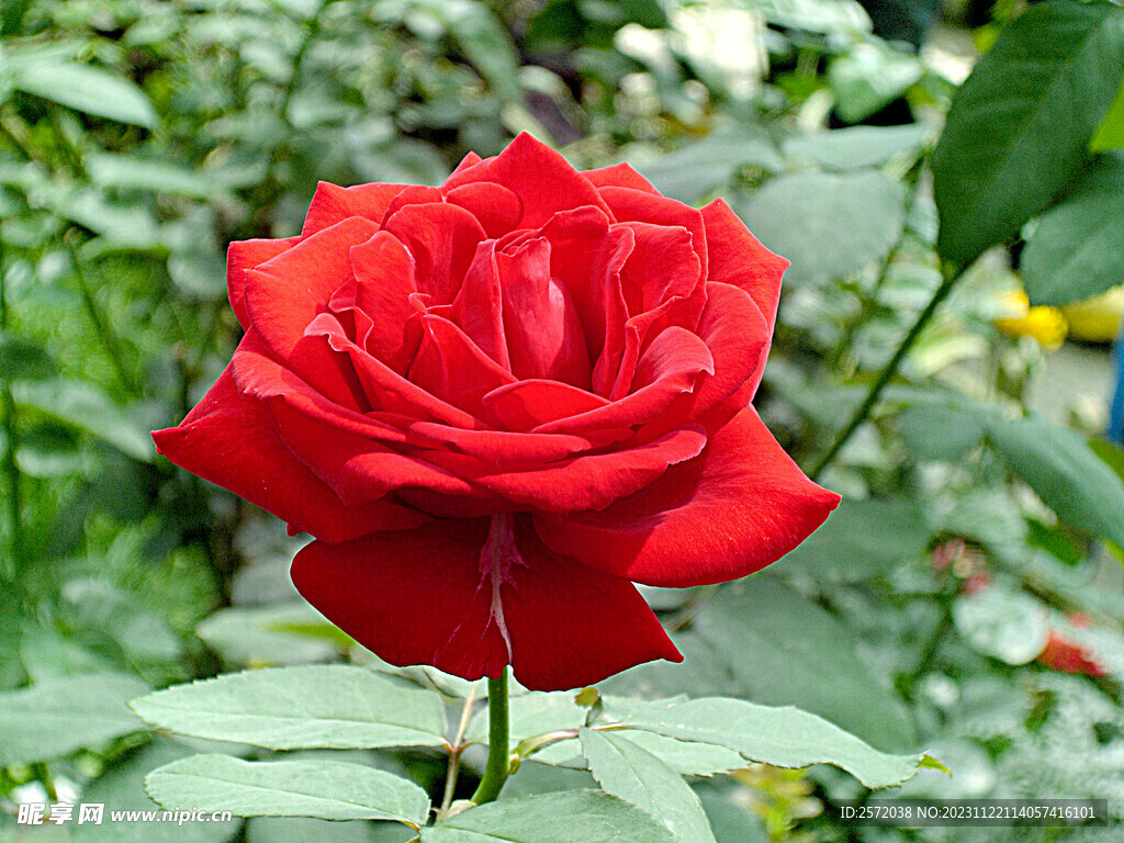 玫瑰芬芳