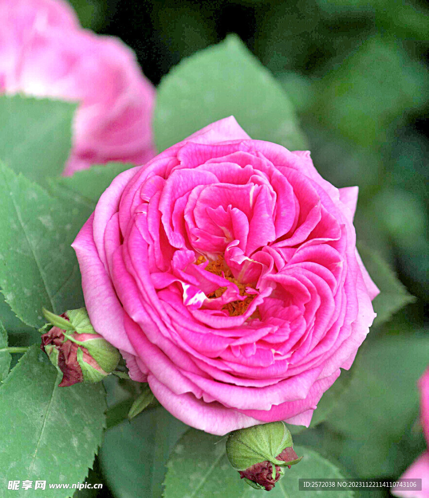 玫瑰芬芳