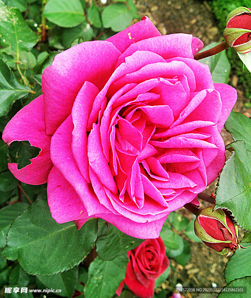玫瑰芬芳