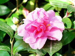 山茶花开