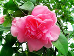 山茶花开