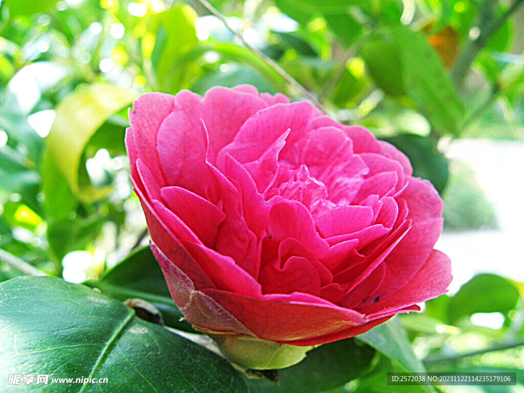 山茶花开