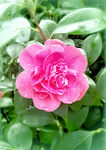 山茶花开