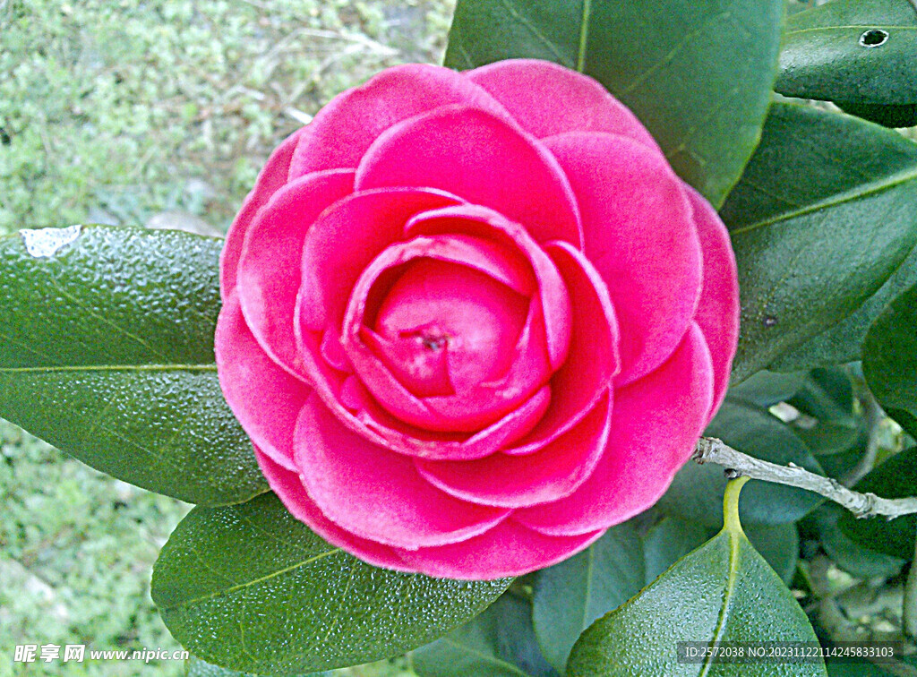 山茶花开
