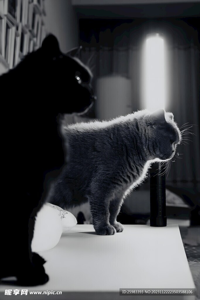 猫