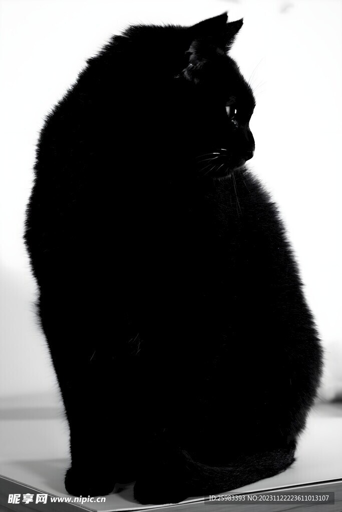 猫