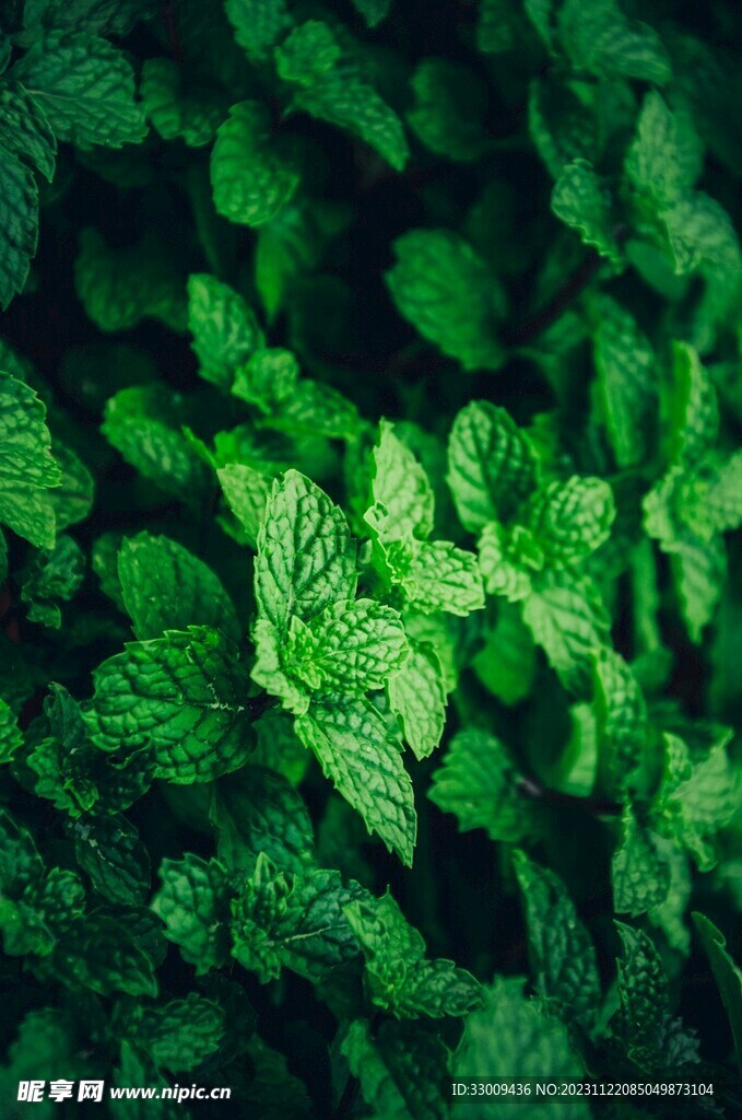 薄荷