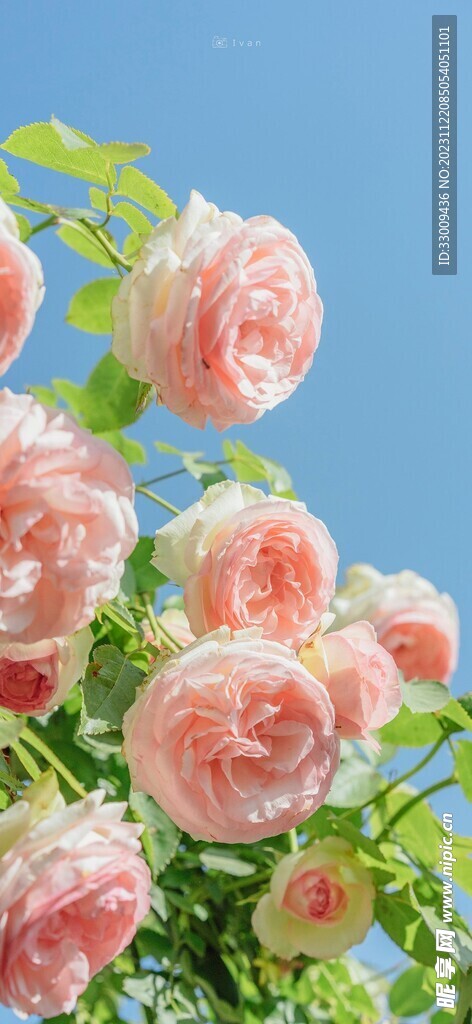 玫瑰花