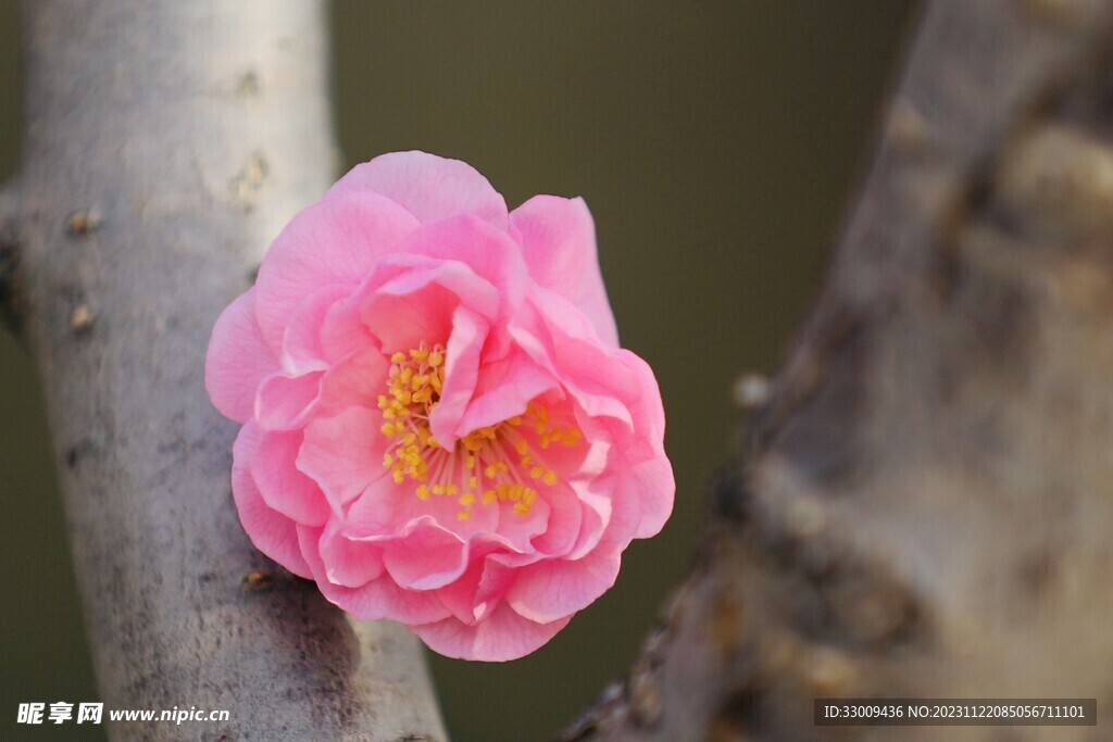 梅花