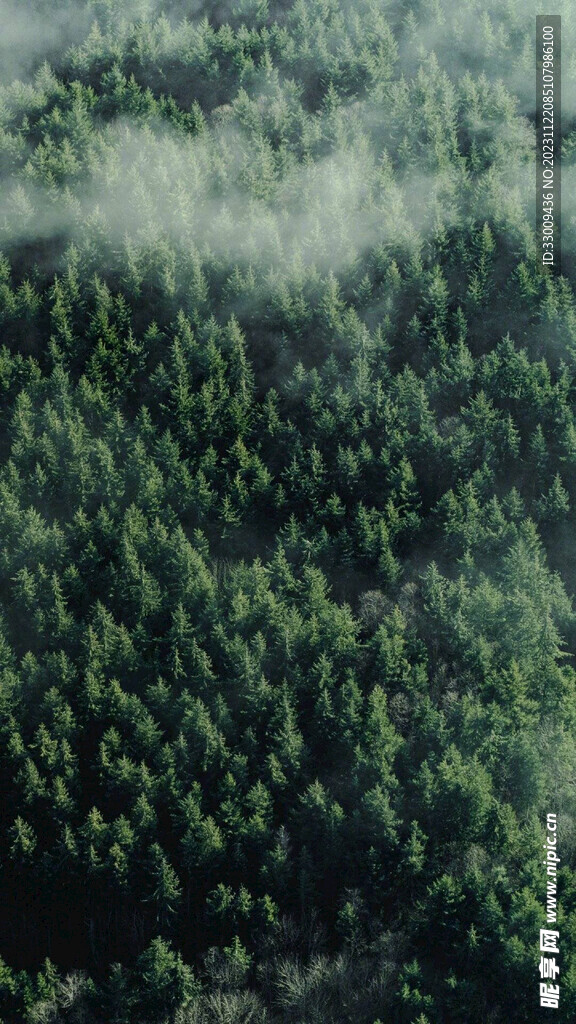 深林