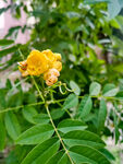 黄花