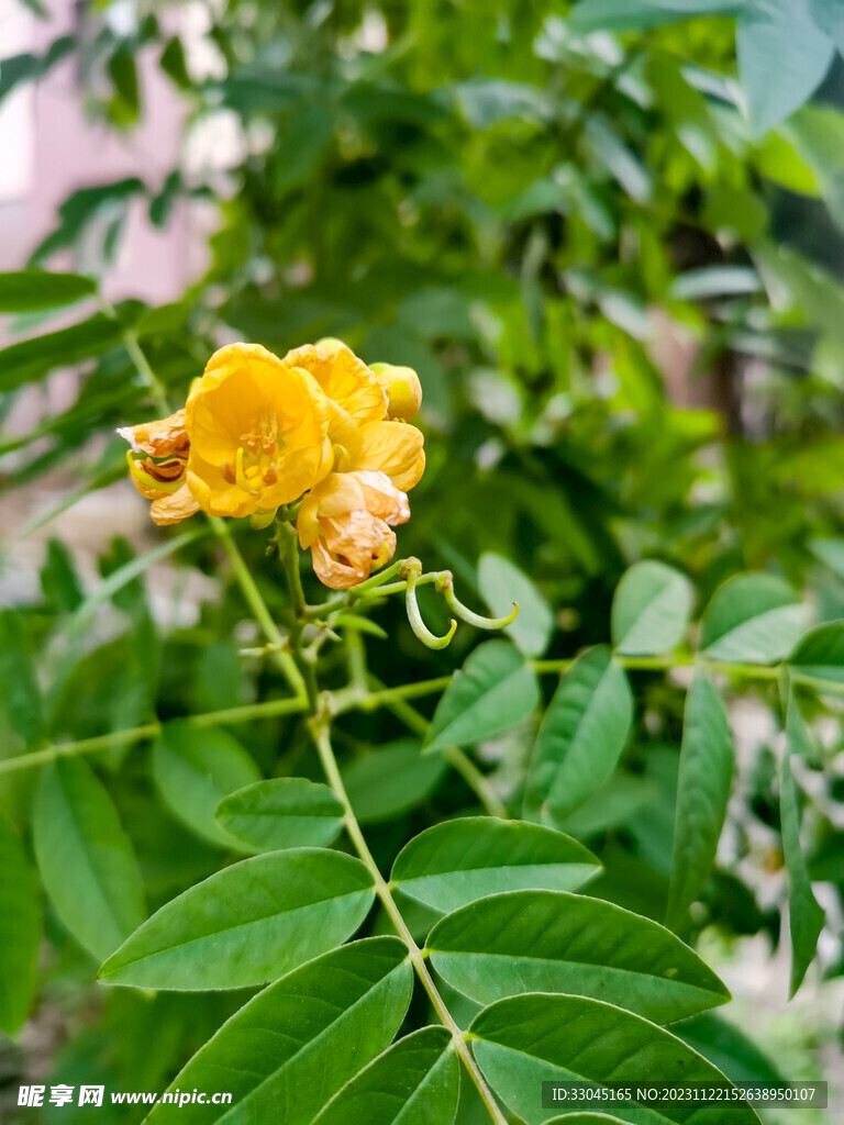 黄花