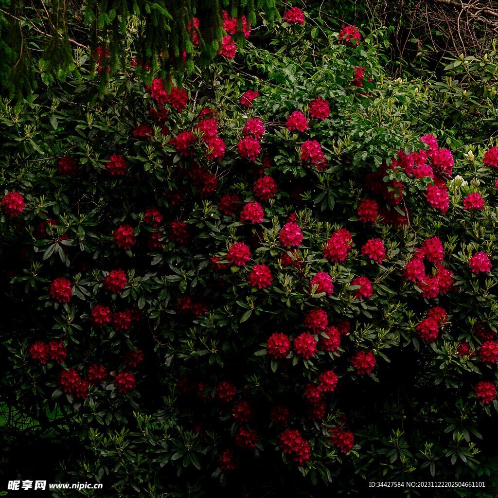 杜娟花