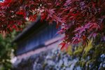 公园里的枫叶