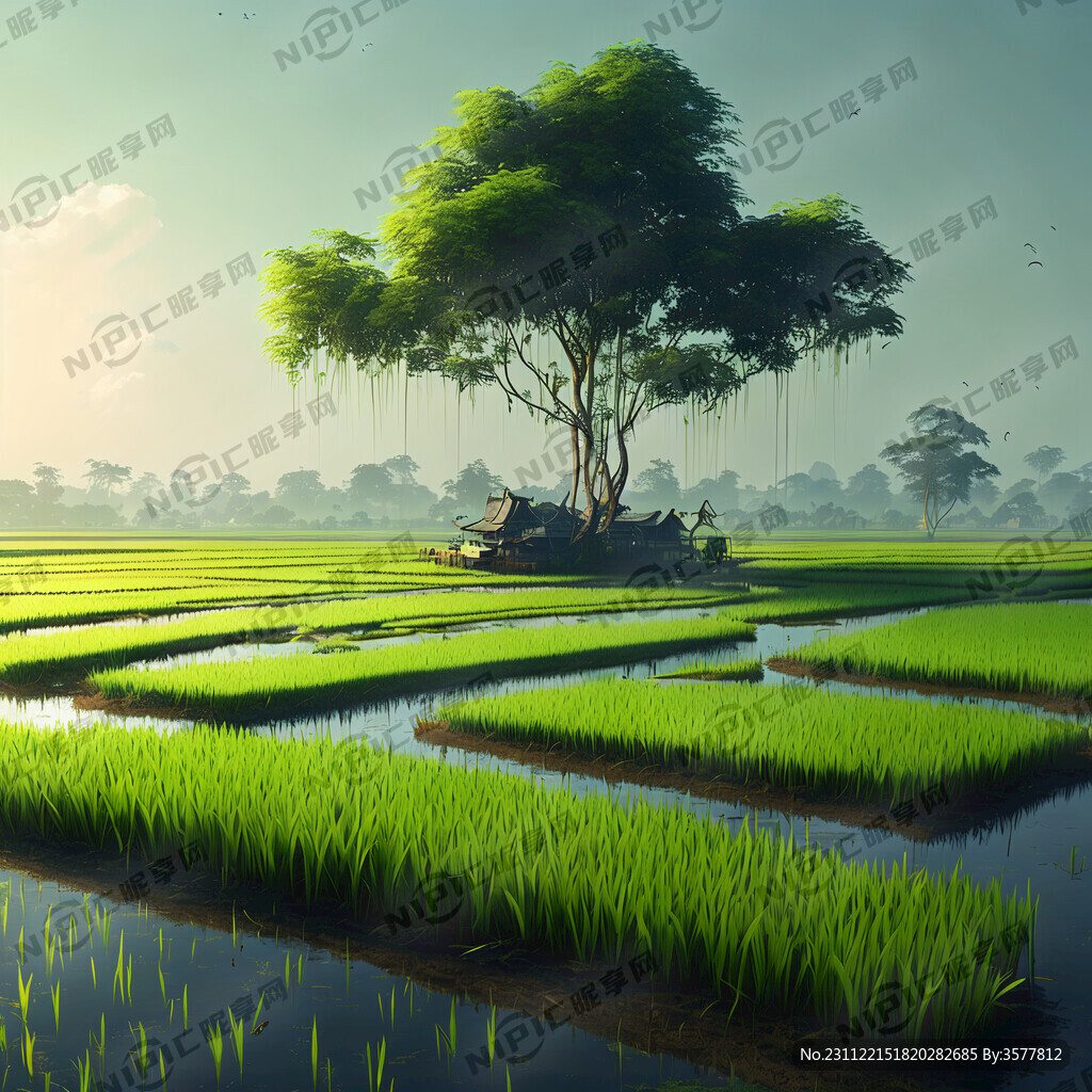 水田 插秧