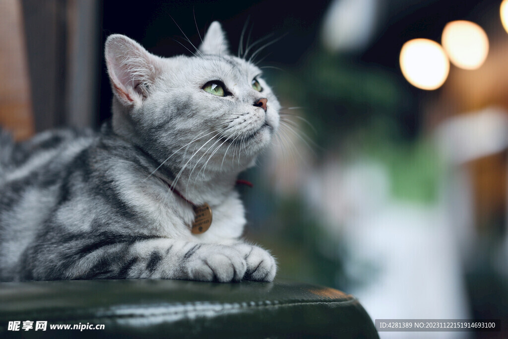 虎斑猫