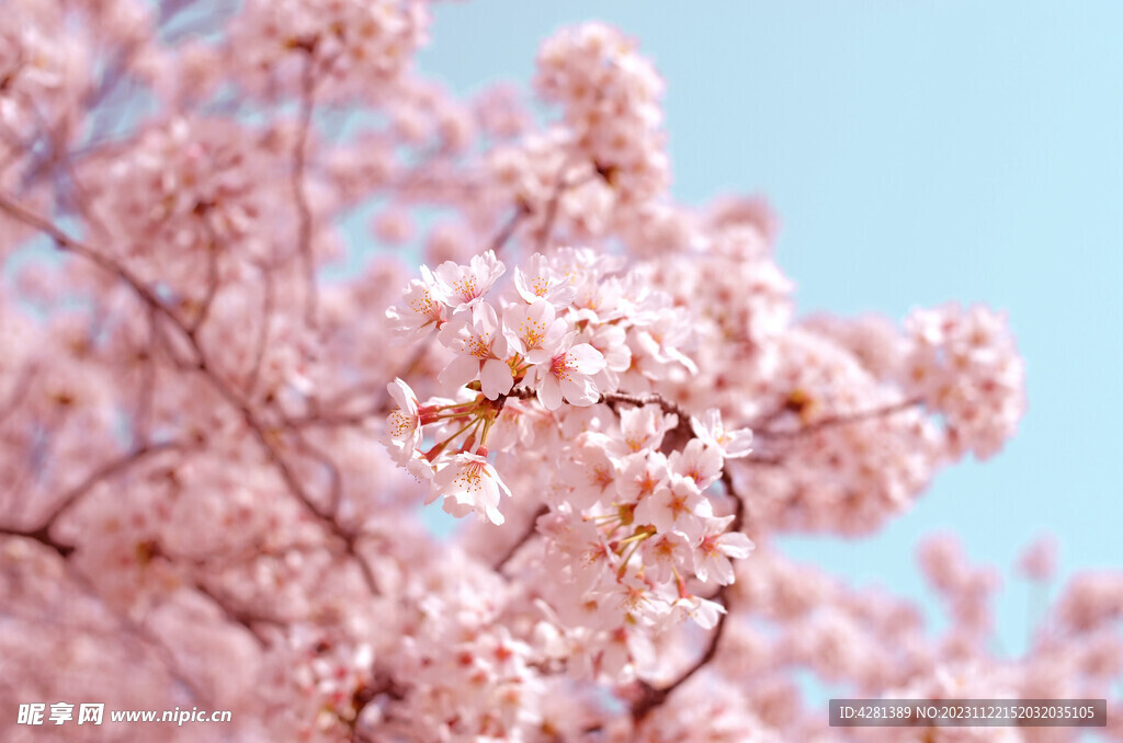 樱花