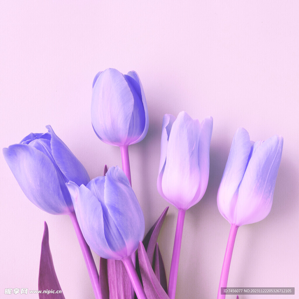 粉紫色百合花挂画装饰画