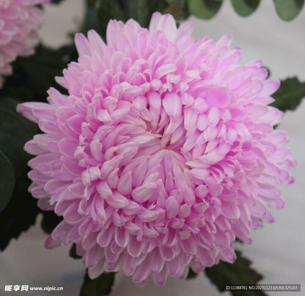 牡丹菊