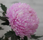 牡丹菊