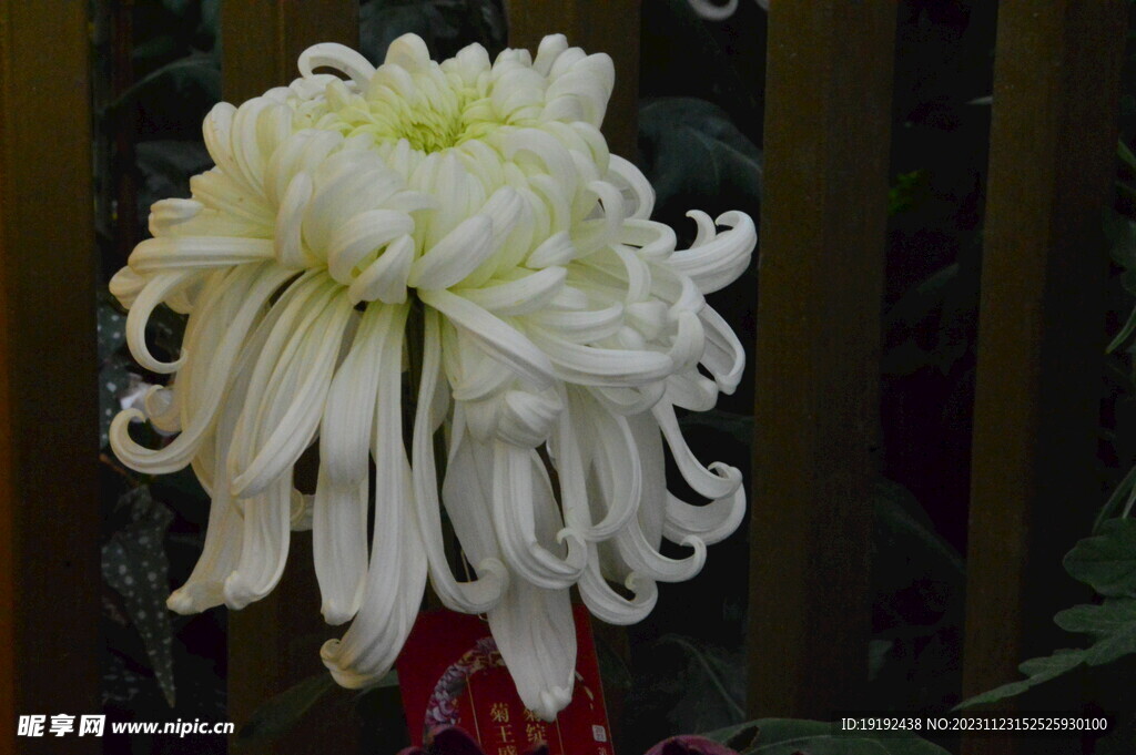 菊花 