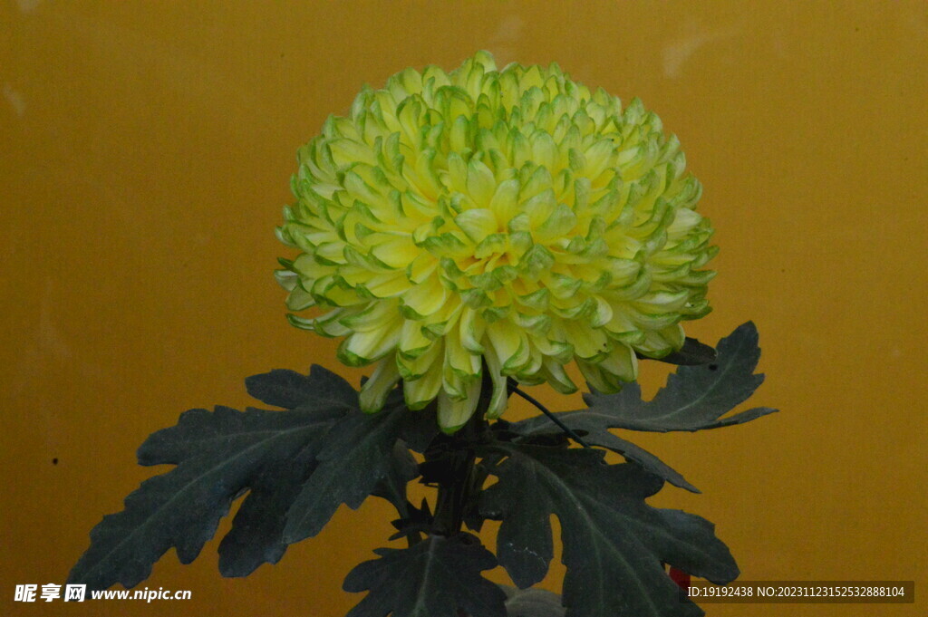 菊花