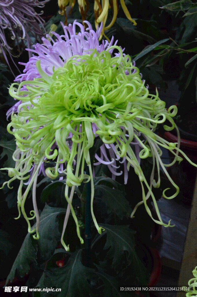 菊花