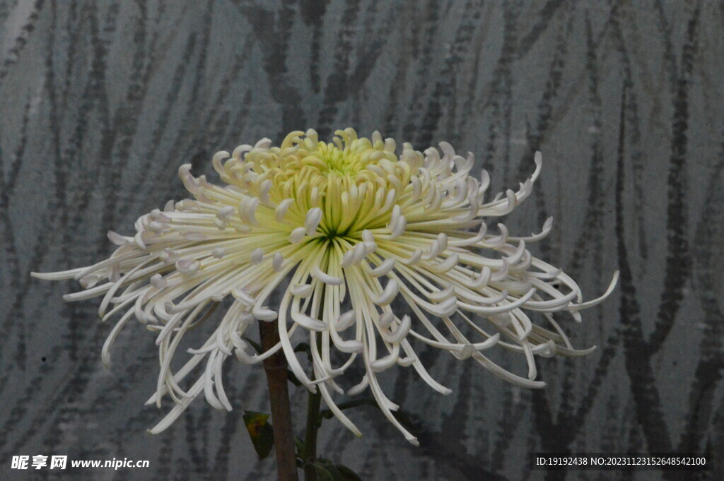 菊花 