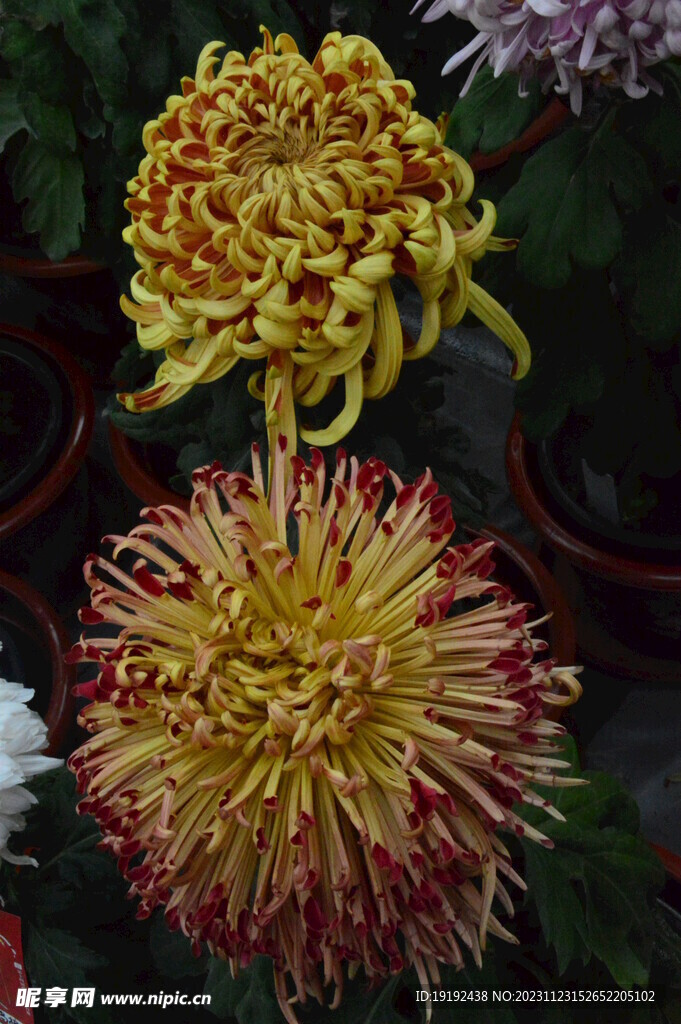 菊花 