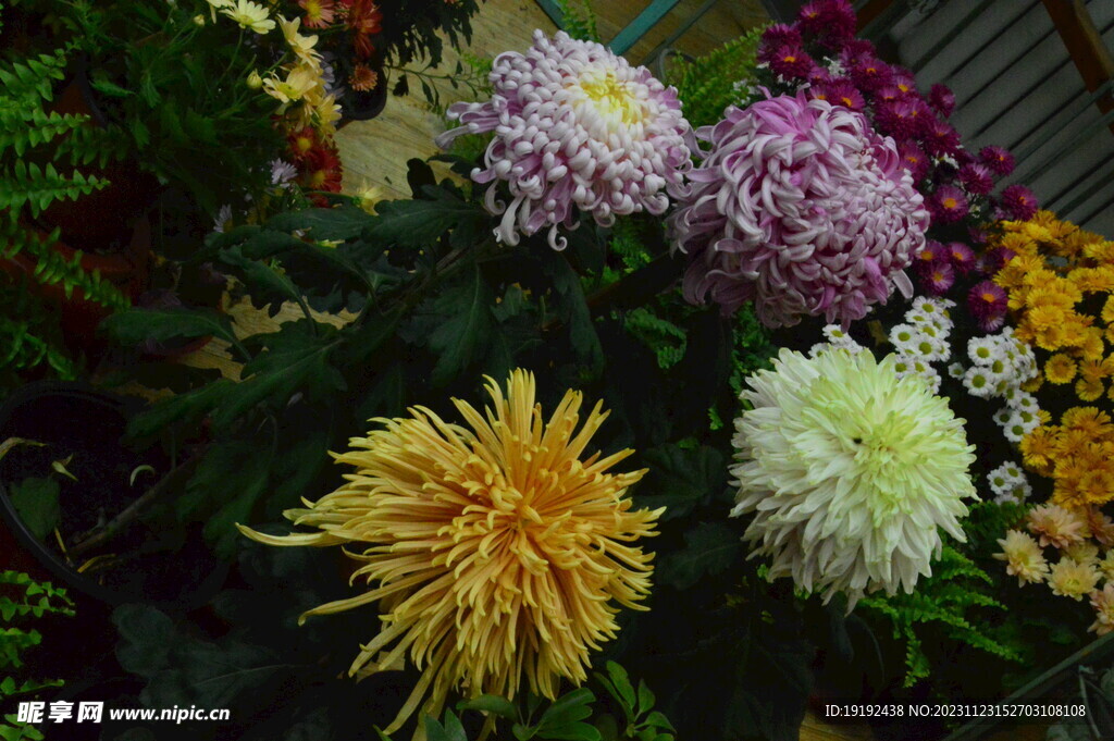 菊花 