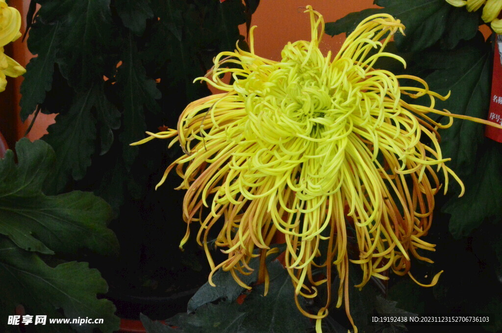 菊花 