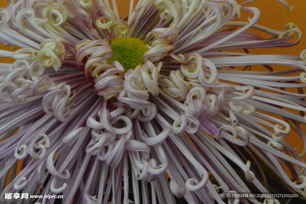 菊花 