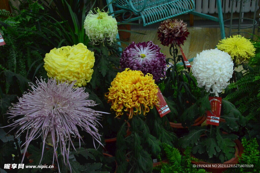 菊花 