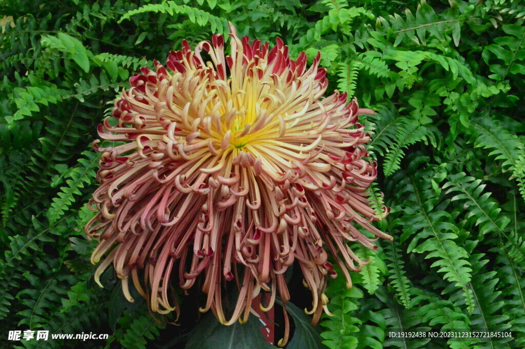 菊花 