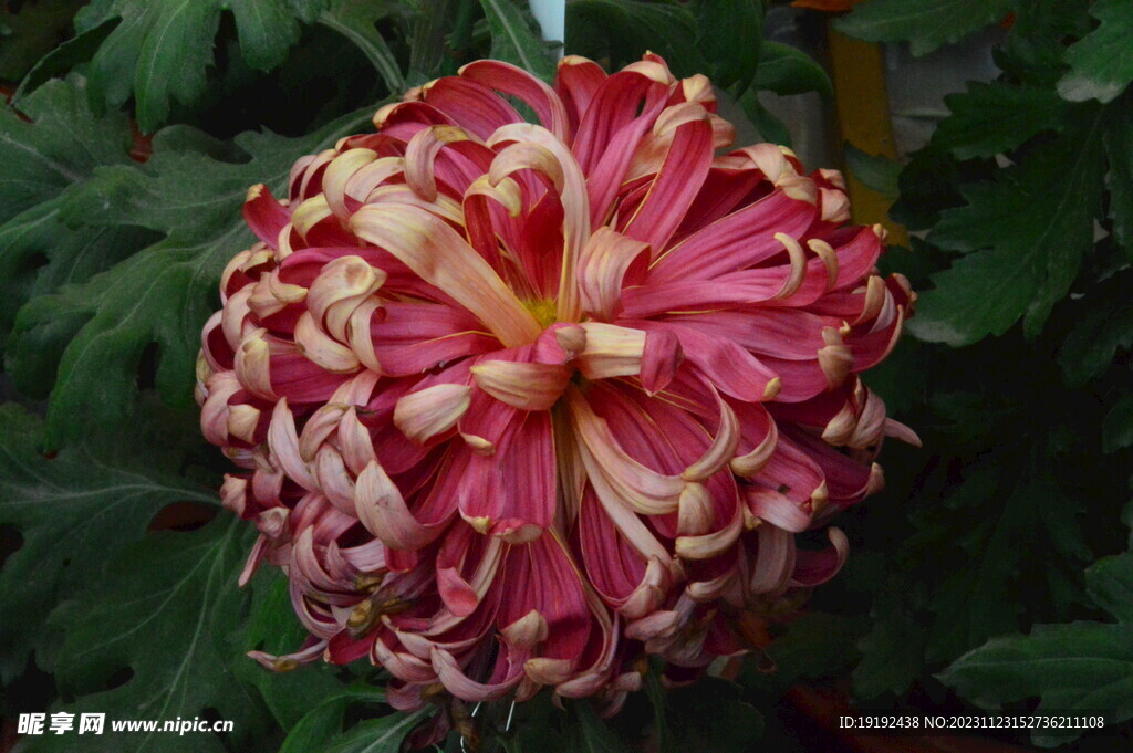 菊花