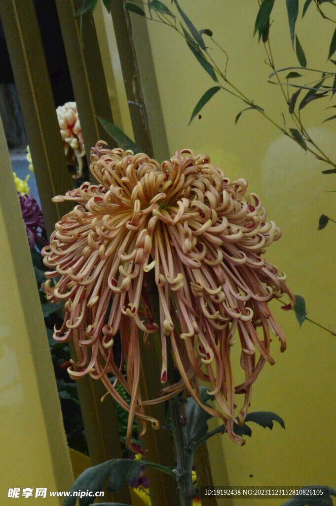 菊花 
