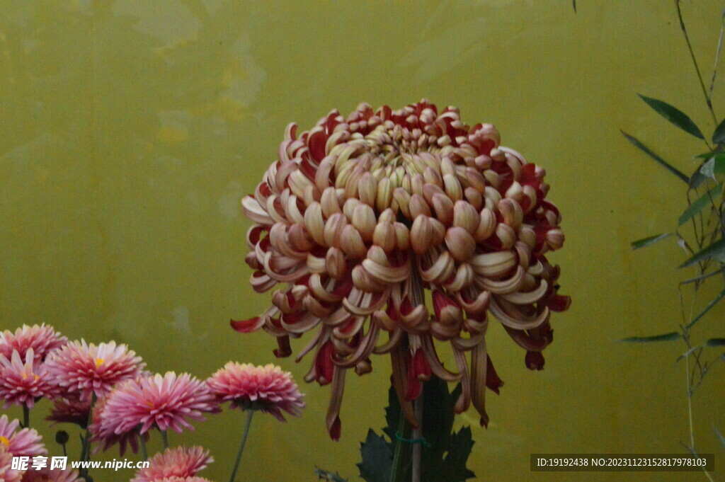 菊花 