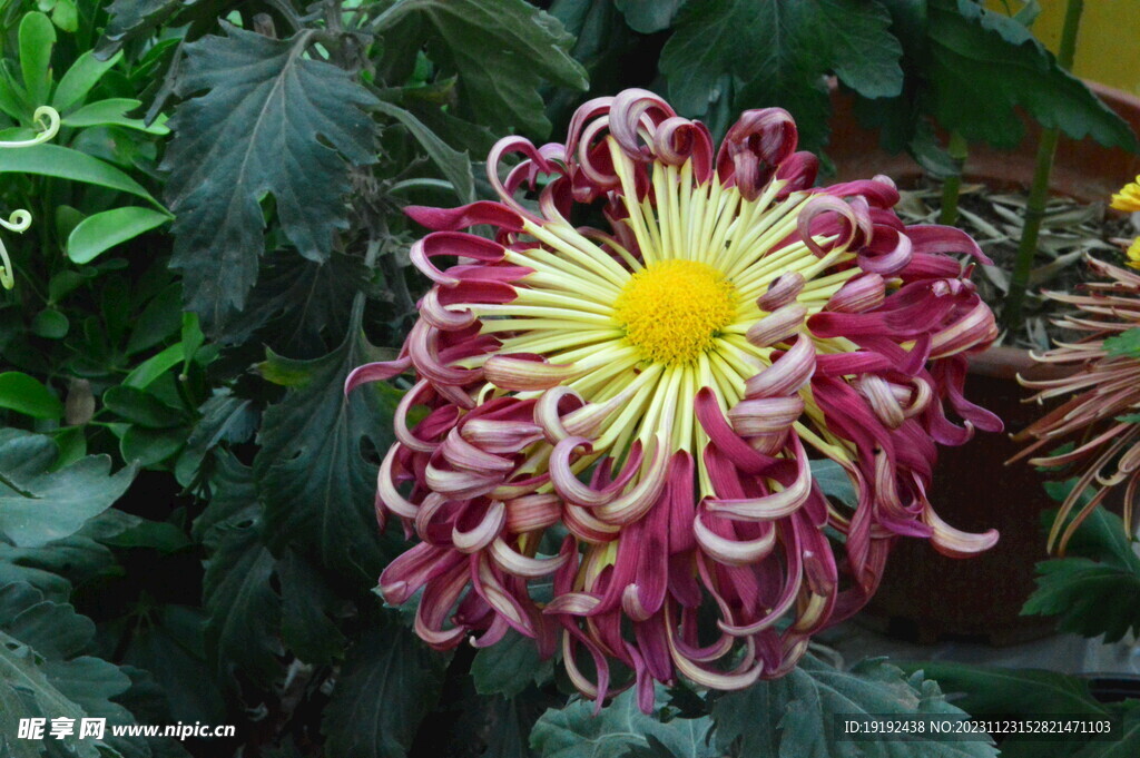 菊花 