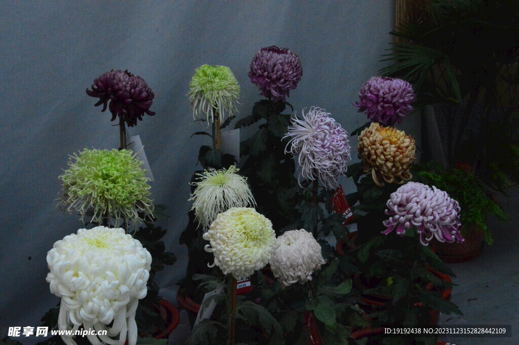 菊花