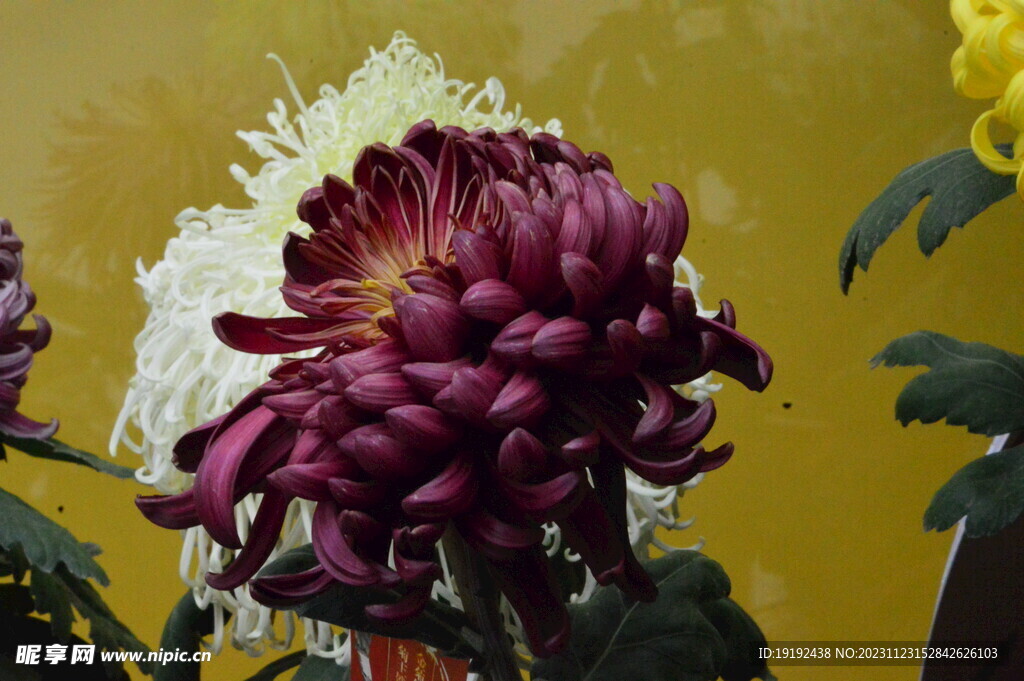 菊花 