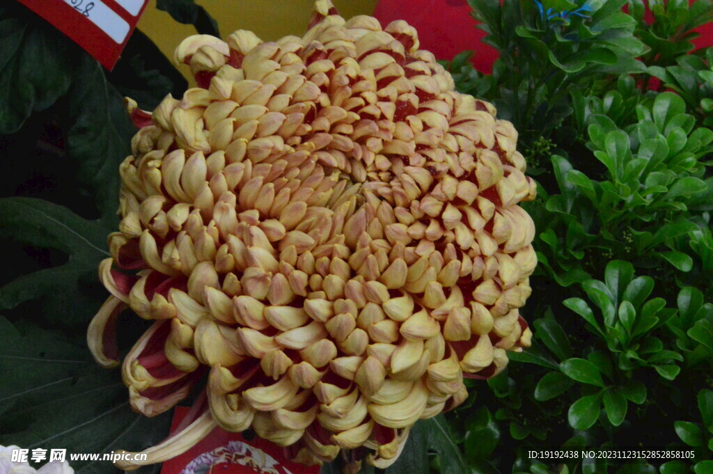菊花 